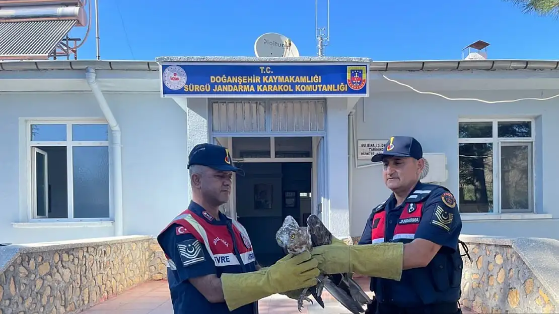 Malatya'da yaralı bulunan şahin tedavi edilecek