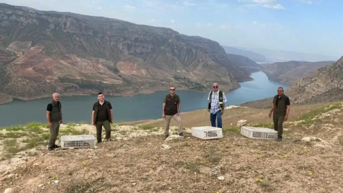 Malatya'da yetiştirilen 600 kınalı keklik Siirt'te doğaya salındı