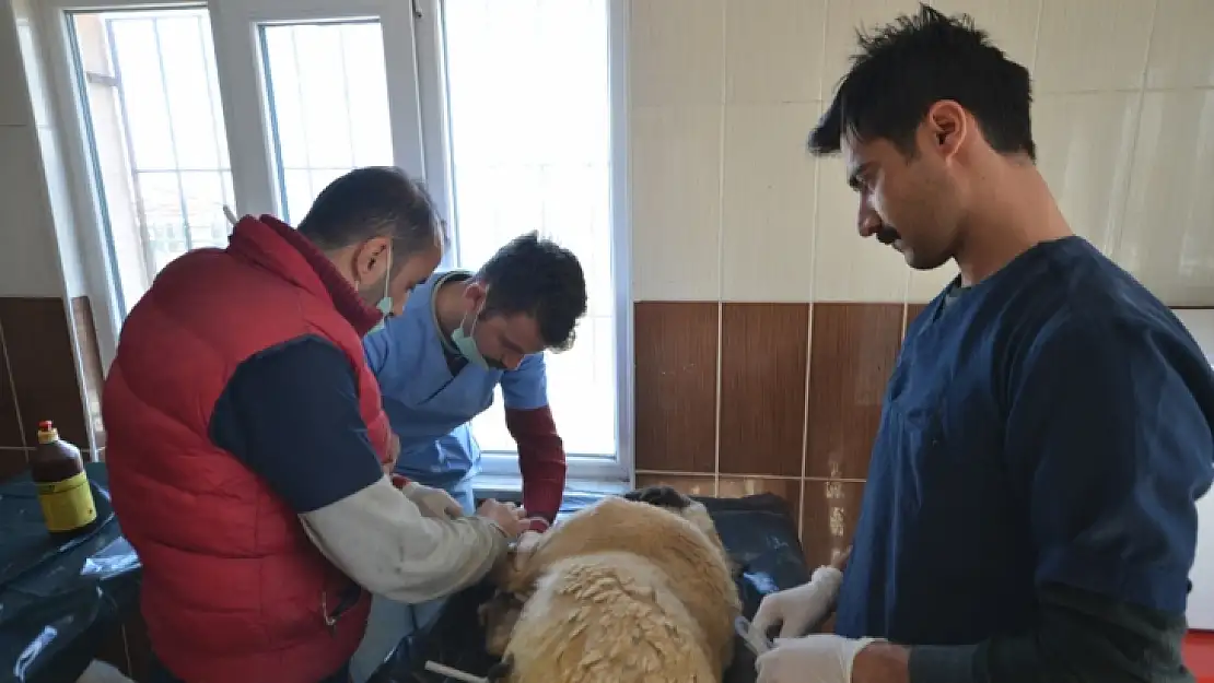 Köpeğin Karnından Çıkan Görenleri Şaşırttı…