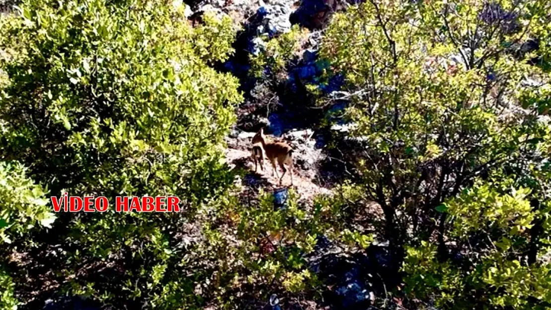Malatya'nın Dağlarında Muhteşem Manzara: Yaban Keçileri Sahnede!