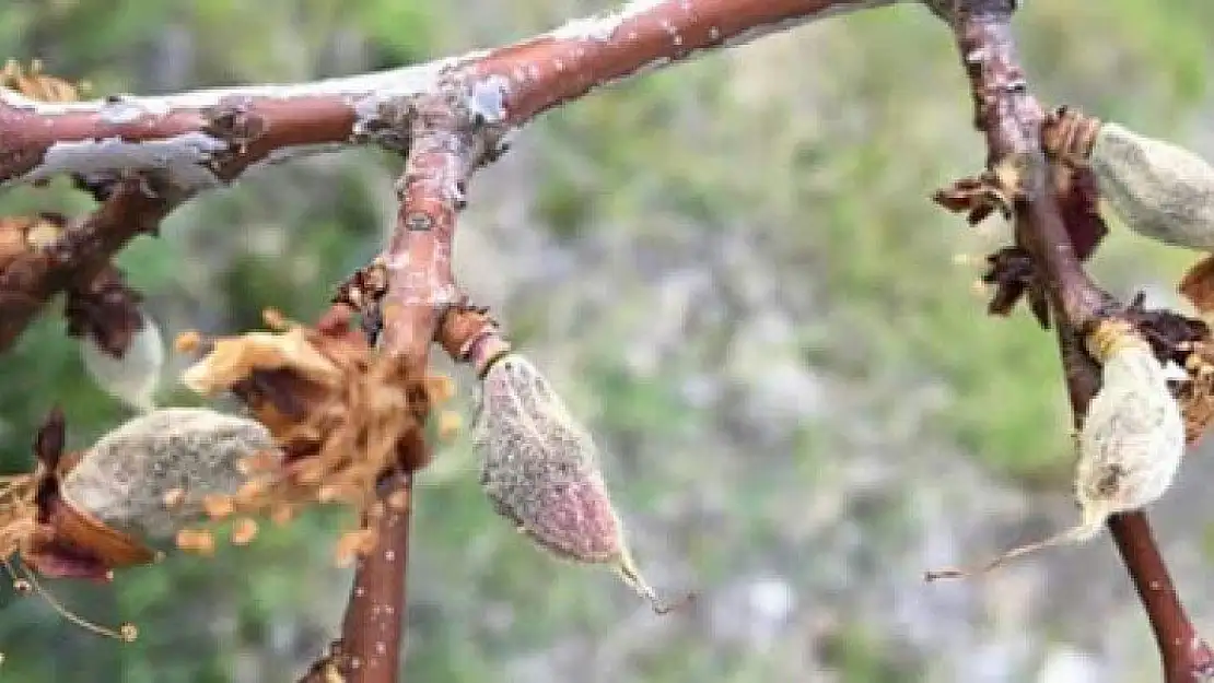 Meteoroloji'den Kayısı Üreticilerine Zirai Don Uyarısı