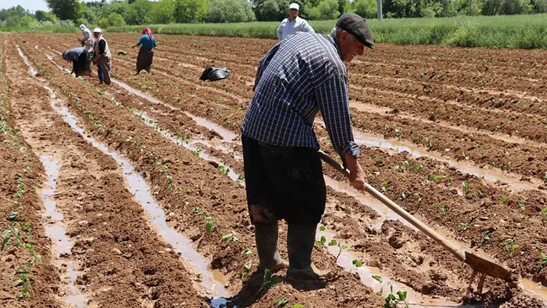 Mevsimlik tarım işçilerinin ücretleri arttı