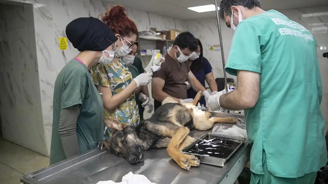 Öğrenciler veteriner hekimlerden sektör tecrübesi ediniyor