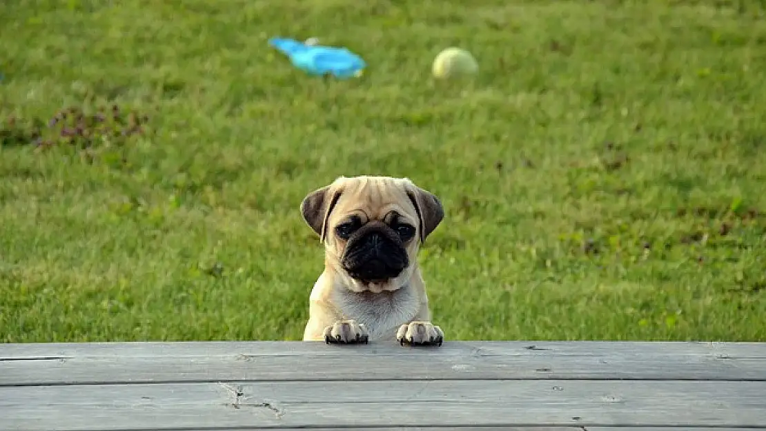 Pug Sahiplerinin Mutlaka Bilmesi Gereken 10 Altın Kural