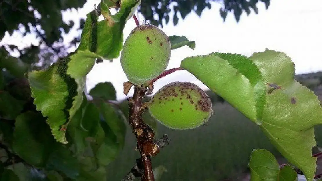 Sonbaharda Yaprak delen (Çil), hastalığına karşı mücadele