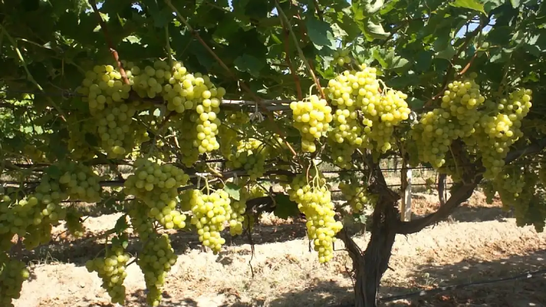 Superior Seedless Çeşidi Sofralık Üzümün ihracat yolculuğu başladı