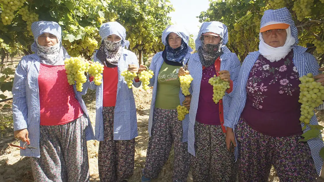 Superior Seedless çeşidi sofralık üzümün ihracat yolculuğu 11 Temmuz'da başladı