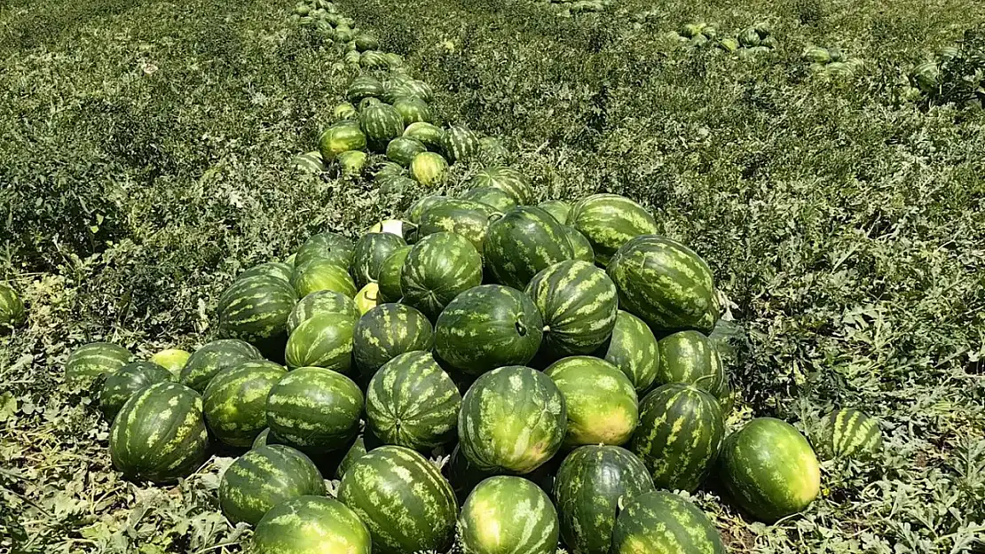 Tarım ÜFE'de kavun karpuz etkisi