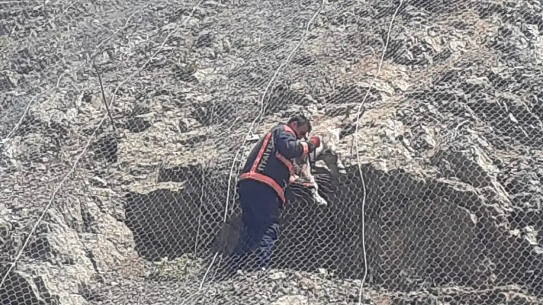 Tellerin arasına sıkışan yaban keçileri kurtarıldı
