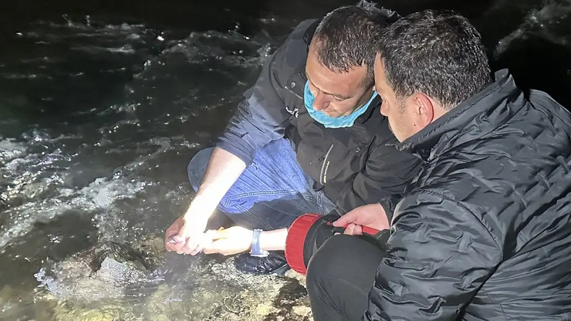 Üremek için tatlı sulara göç eden inci kefalini koruma çalışmaları sürüyor