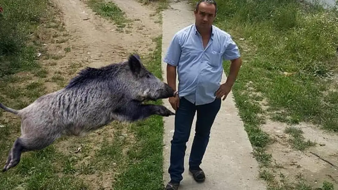 Yaban domuzları öldürdü