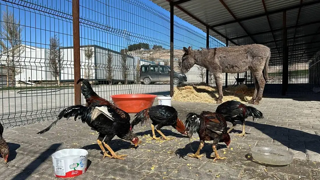 Yaralı eşek ve horozlar koruma altına alındı