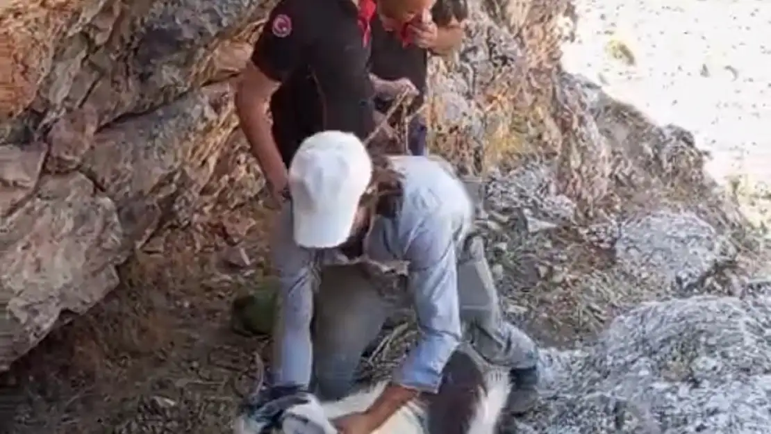 Yeşilyurt'ta mahsur kalan 4 keçi kurtarıldı
