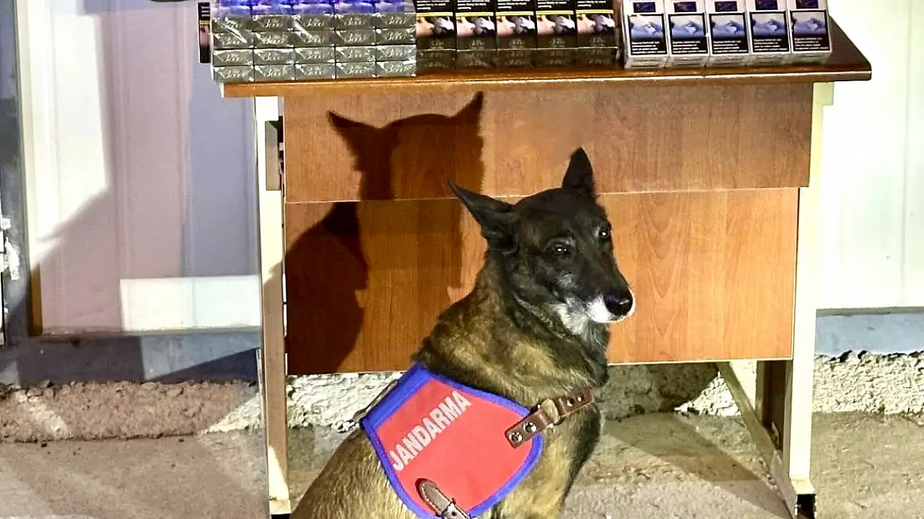 800 Paket Bandrolsüz Sigara Yakalandı