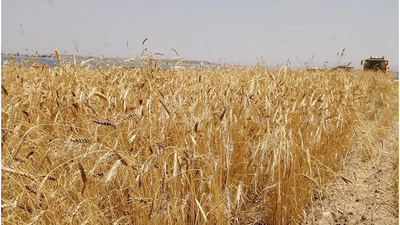 TİGEM'den 327 Ton Buğday Satışı: Açık Artırma 29 Ocak'ta