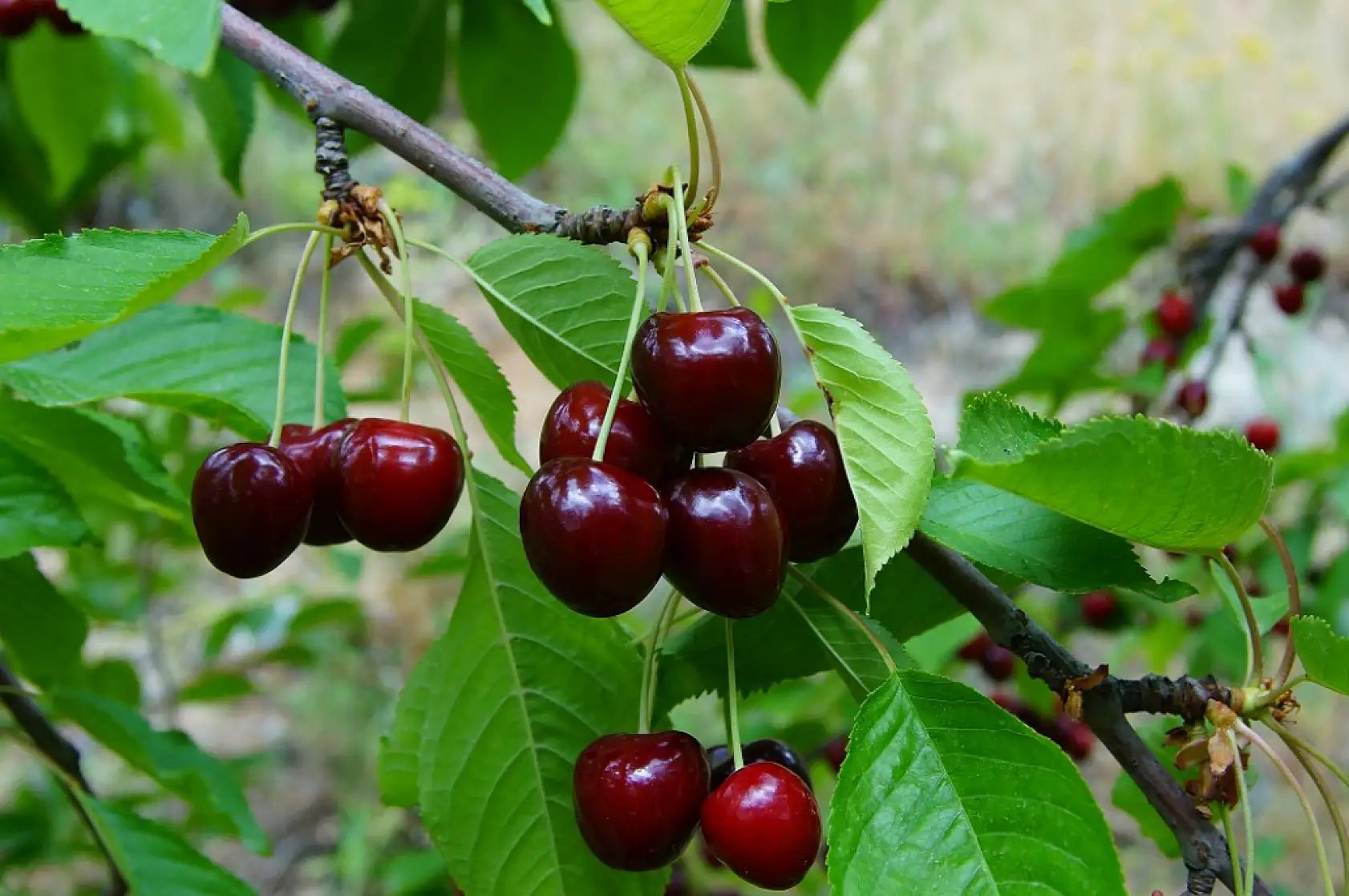 Fotoğraflarla Yeşilyurt