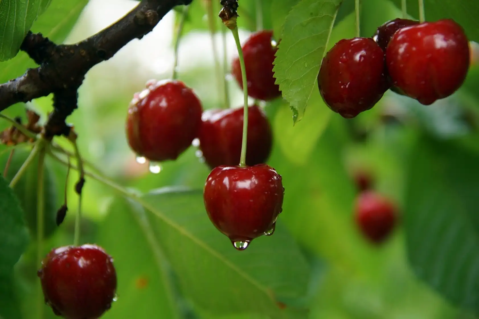 Fotoğraflarla Yeşilyurt