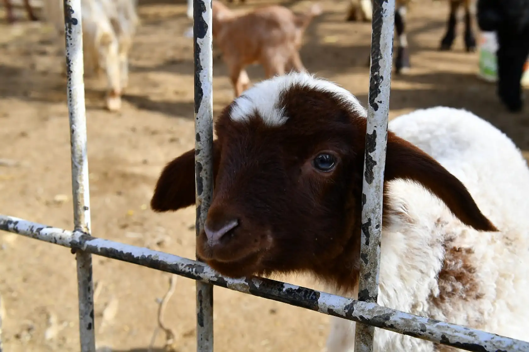 Fotoğraflarla Yeşilyurt