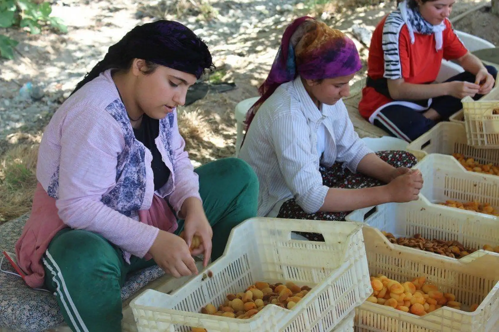 Battalgazi Kayısı Hasadı Fotoğraf Maratonu