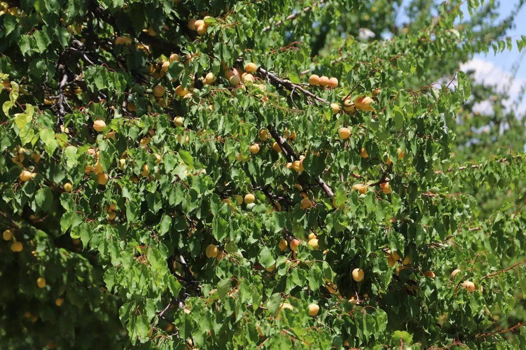 Battalgazi Kayısı Hasadı Fotoğraf Maratonu