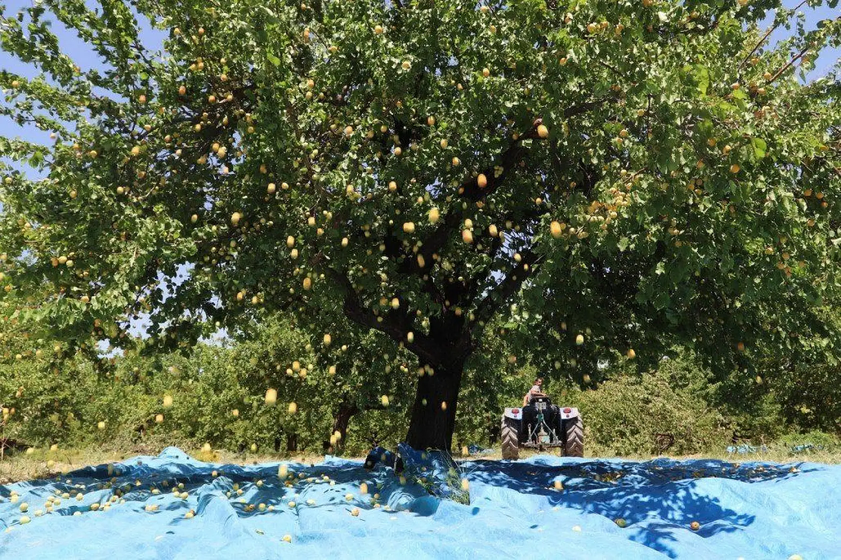 Battalgazi Kayısı Hasadı Fotoğraf Maratonu