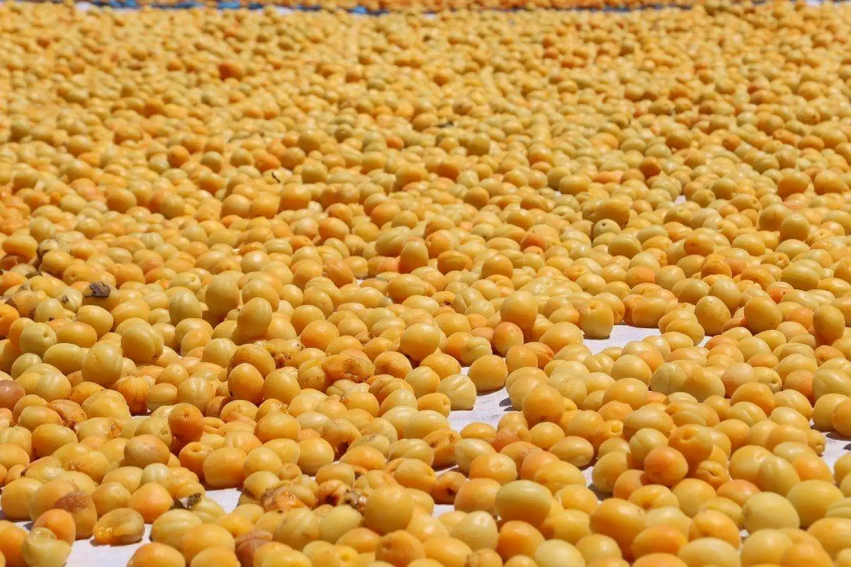 Battalgazi Kayısı Hasadı Fotoğraf Maratonu