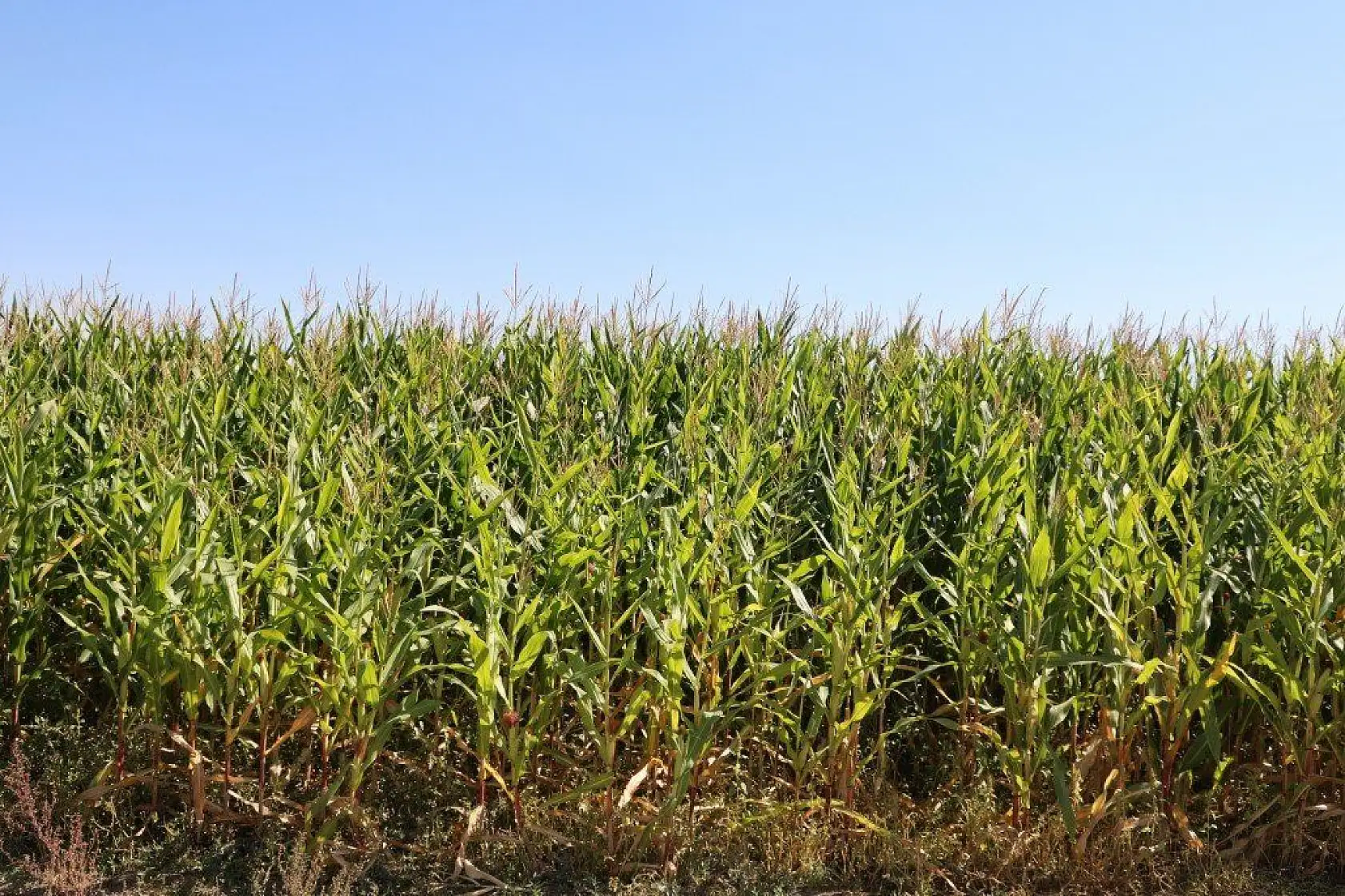 Malatya'dan harika kareler
