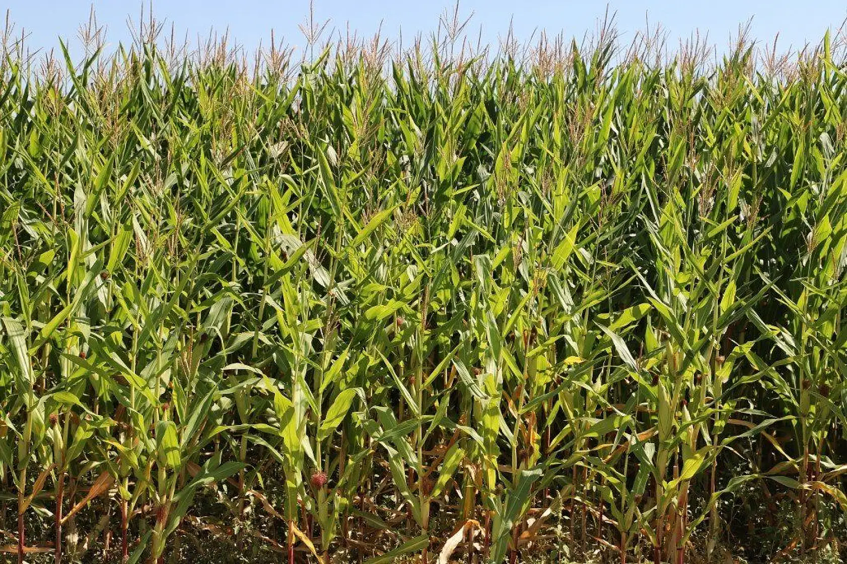 Malatya'dan harika kareler