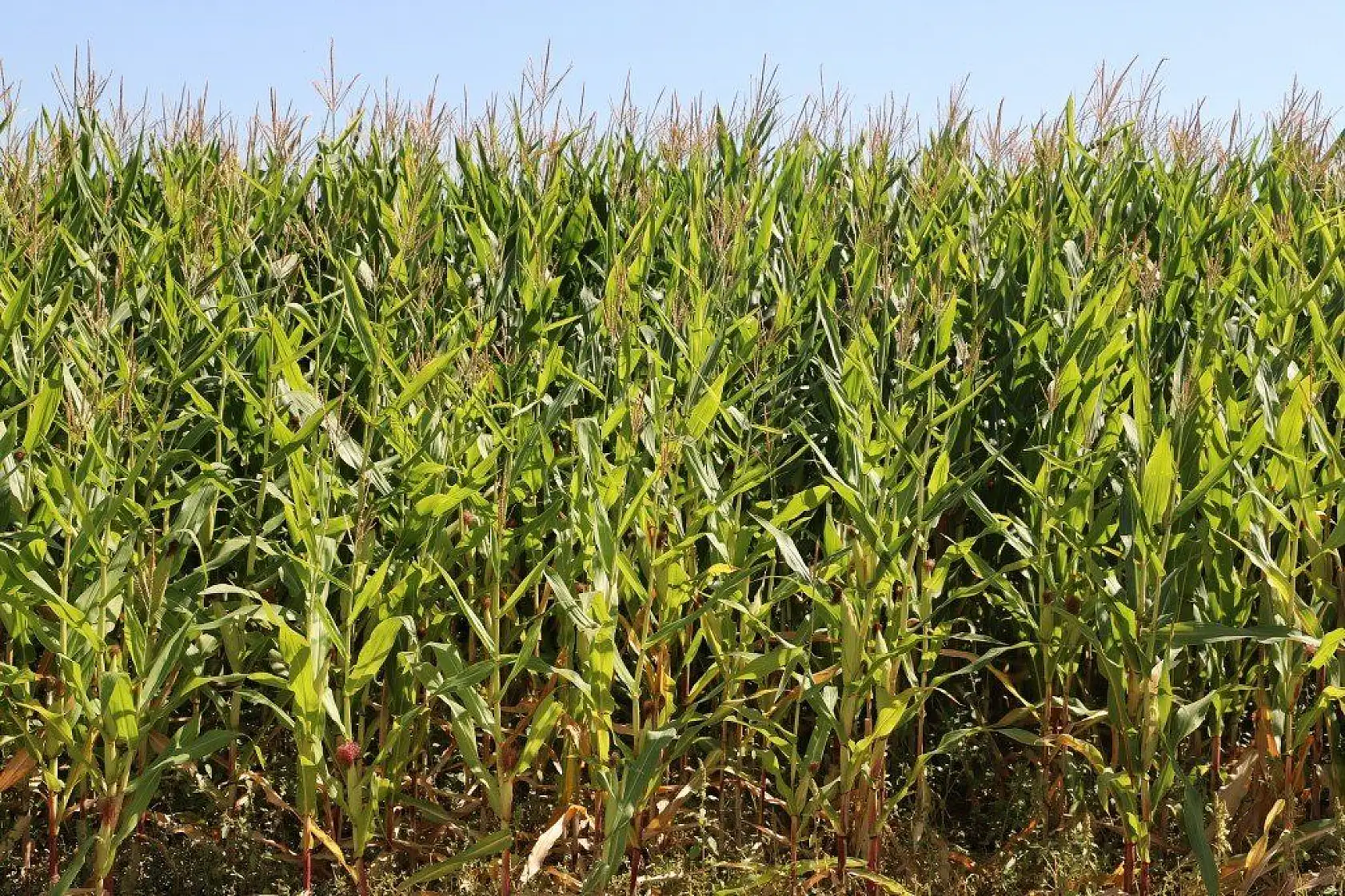 Malatya'dan harika kareler