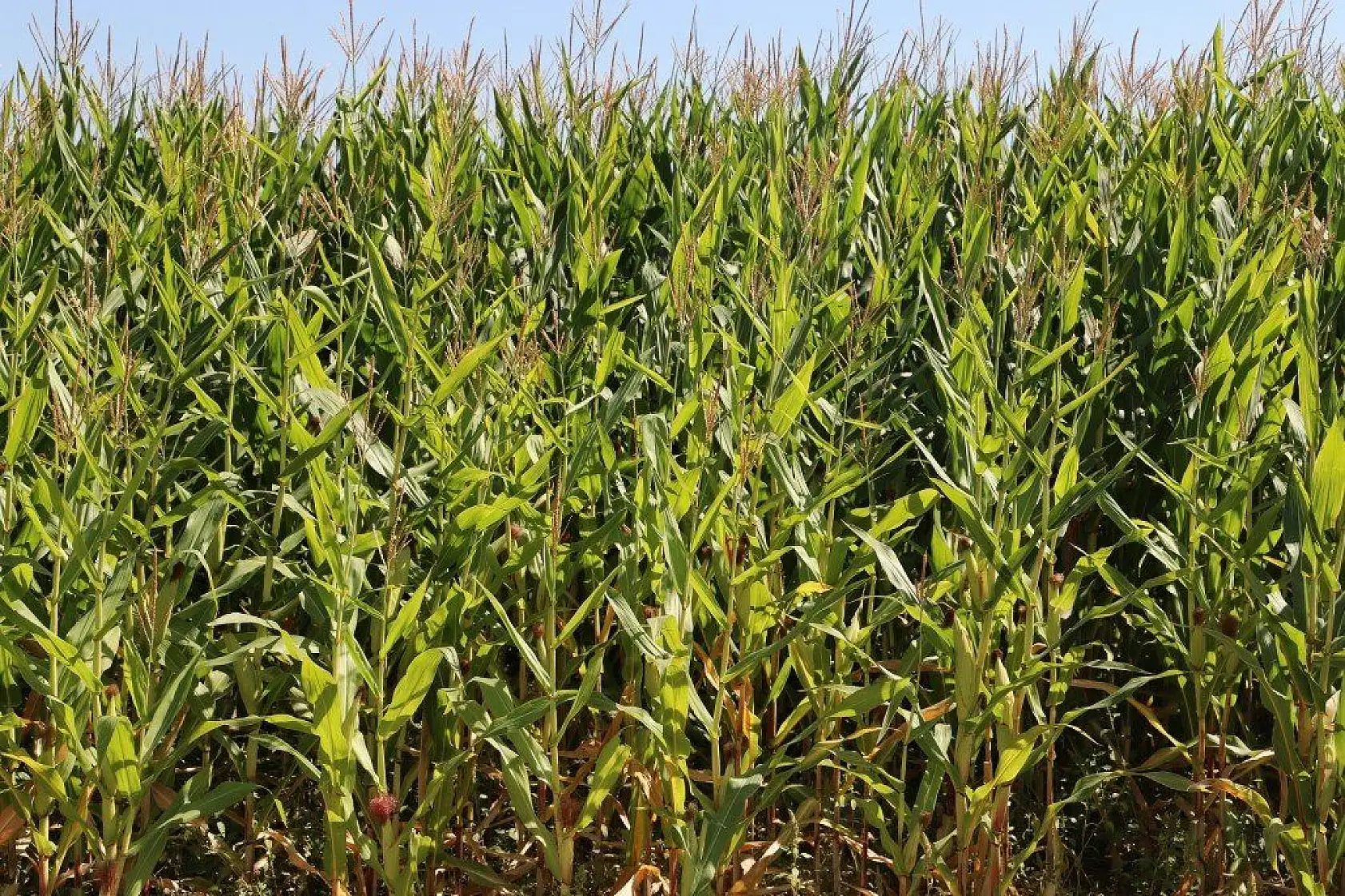 Malatya'dan harika kareler