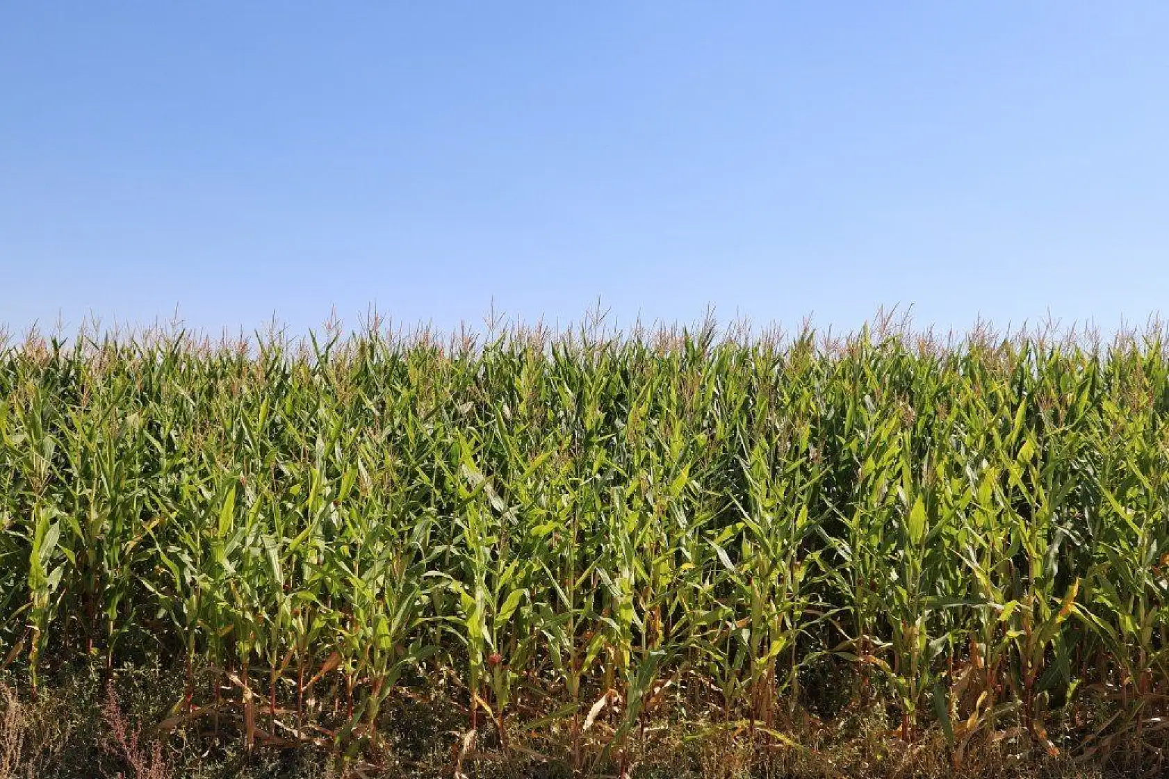 Malatya'dan harika kareler