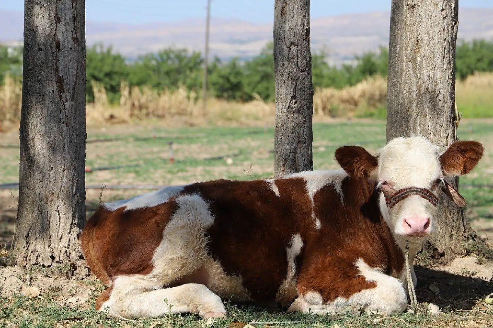 Malatya'dan harika kareler