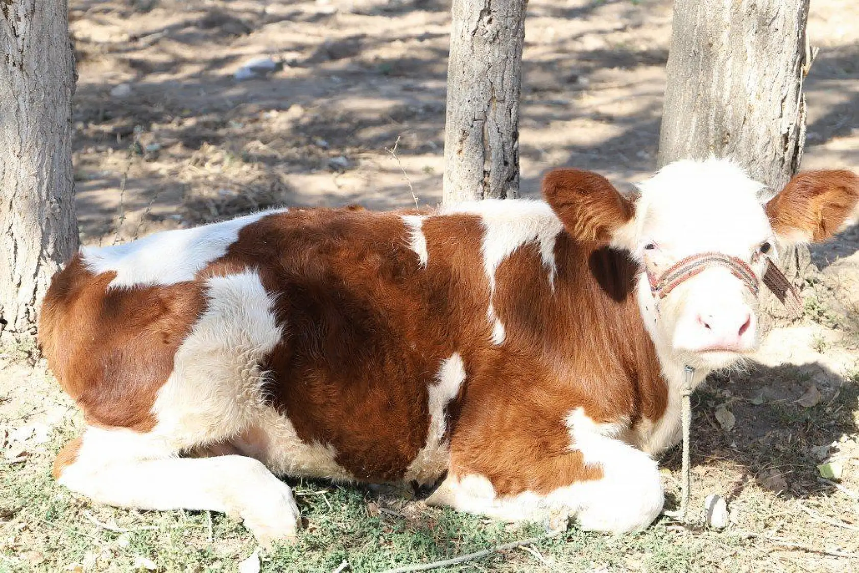 Malatya'dan harika kareler