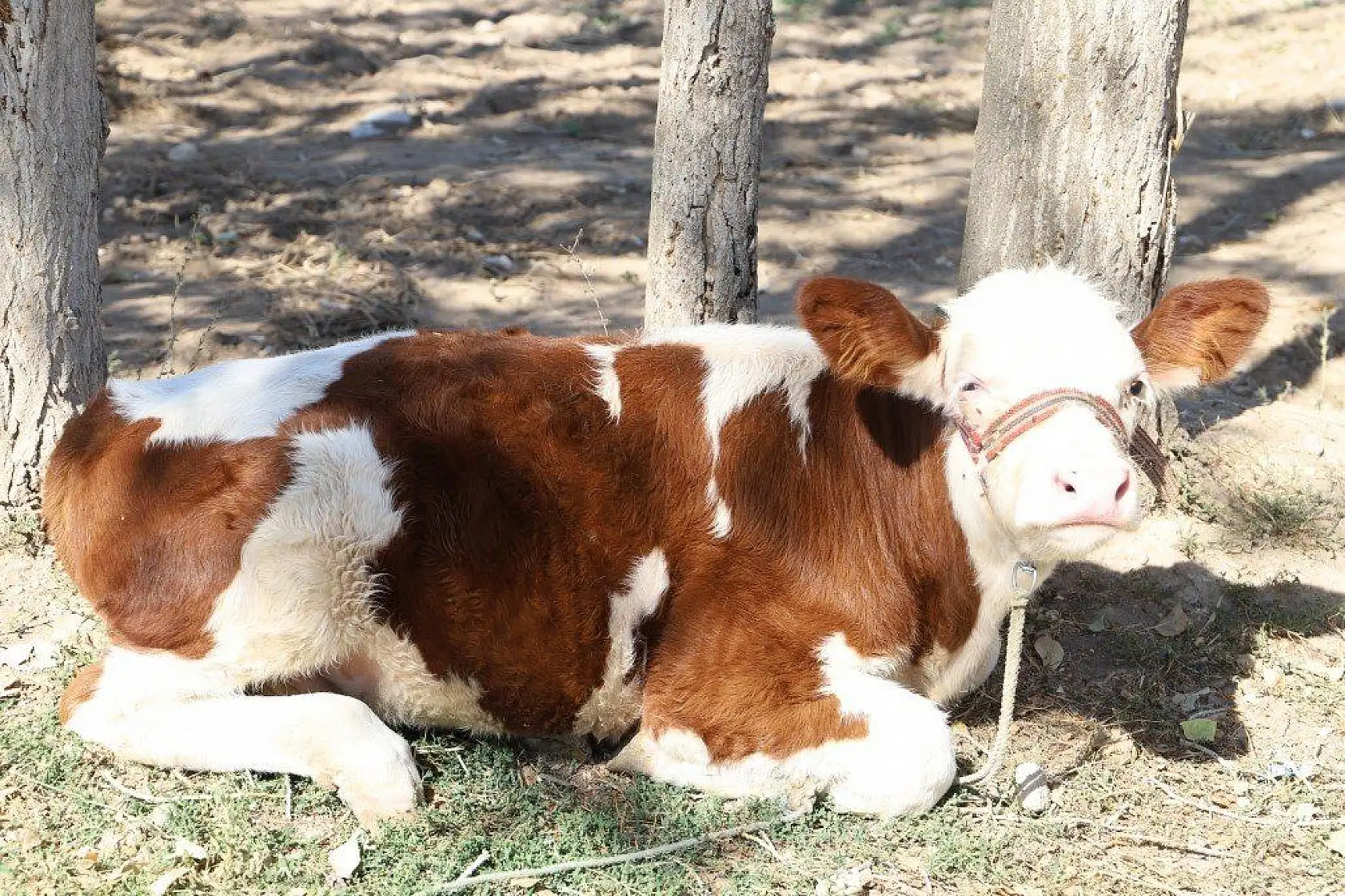 Malatya'dan harika kareler