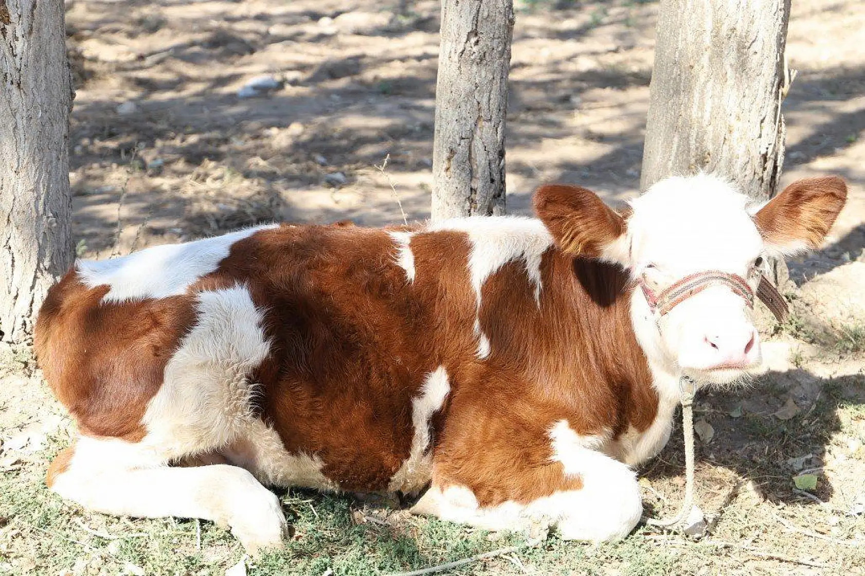 Malatya'dan harika kareler