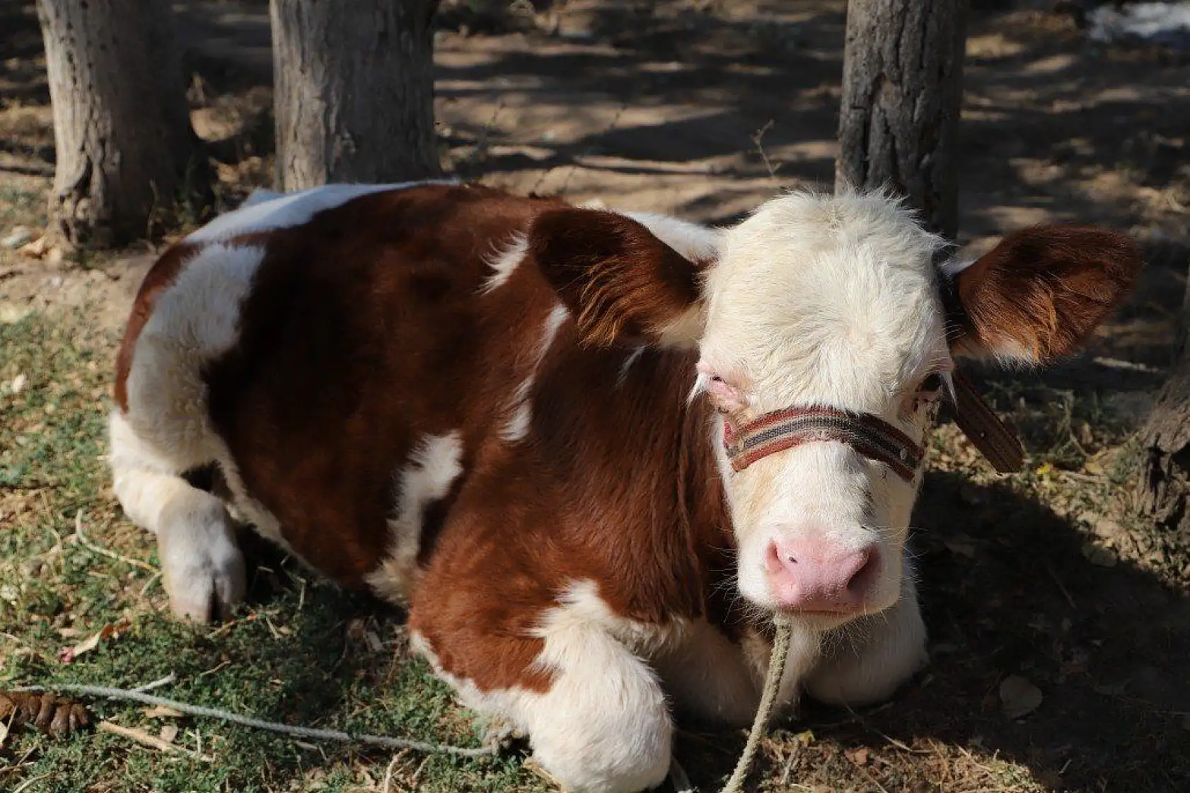 Malatya'dan harika kareler
