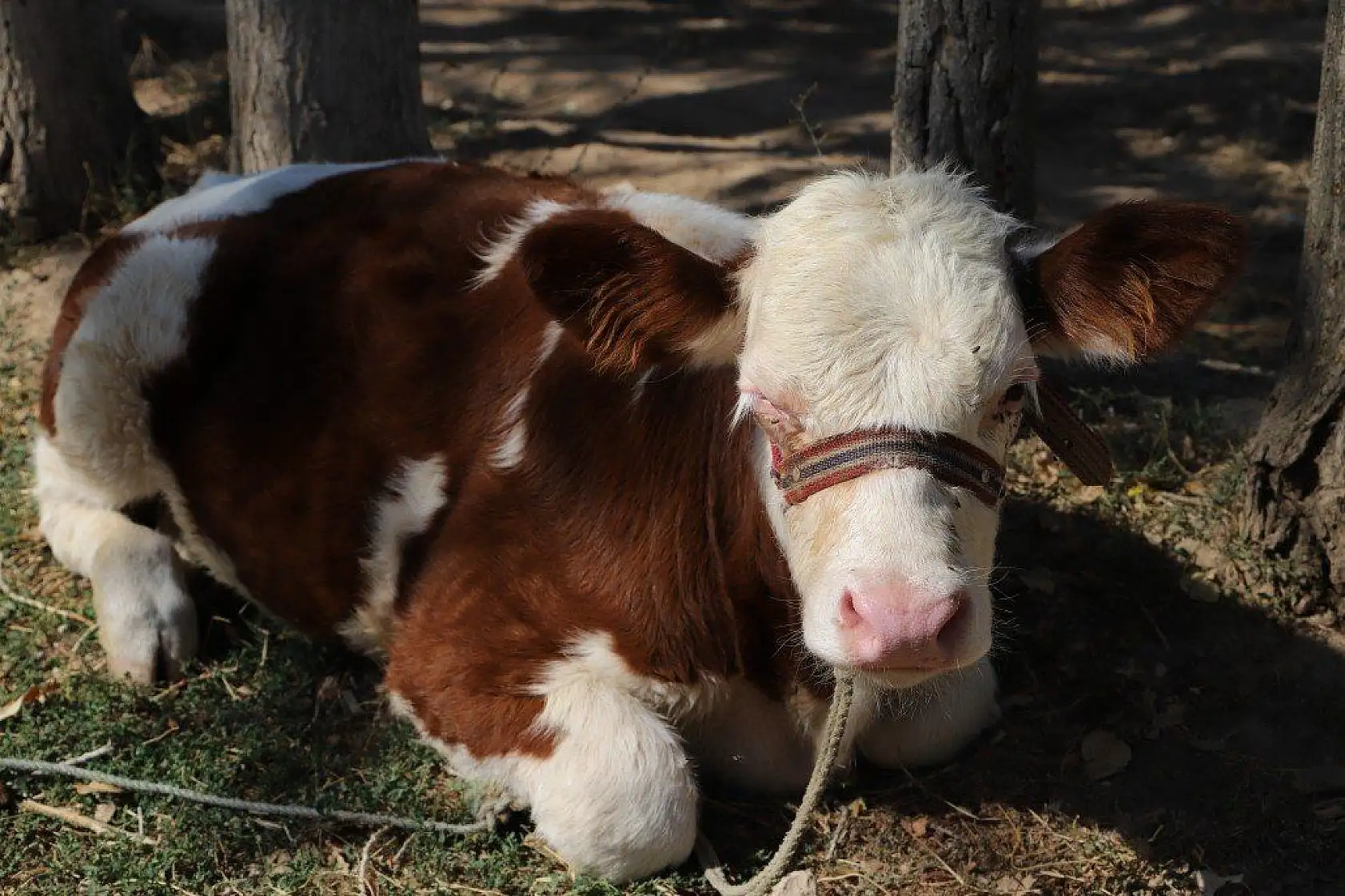 Malatya'dan harika kareler
