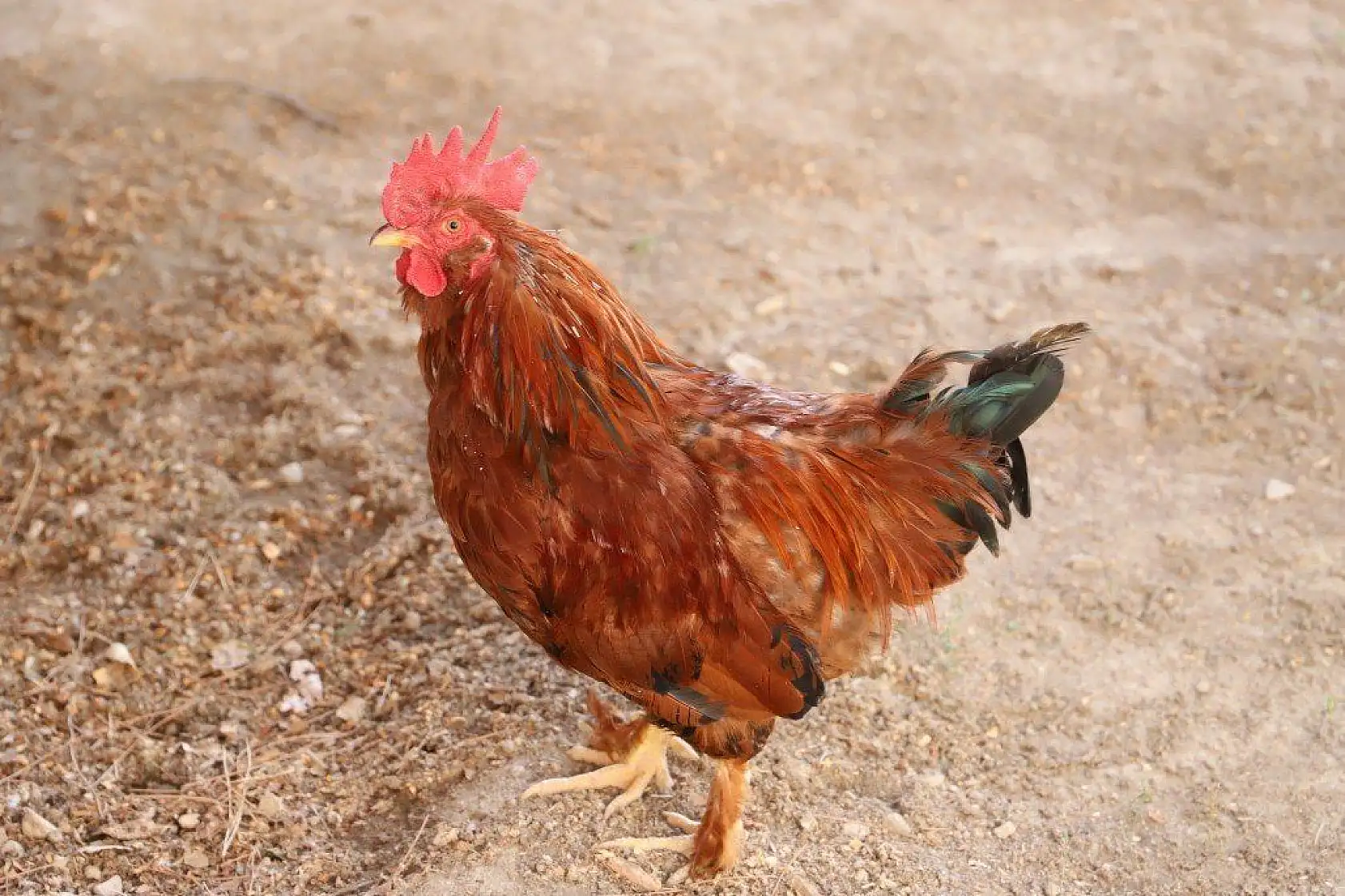 Malatya Battalgazi Kuluşağı Mahallesinden kareler