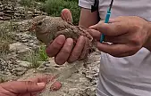 Ağlara takılan kum kekliği doğa fotoğrafçısı tarafından kurtarıldı