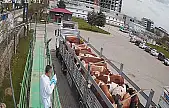 Bingöl'de kurbanlık hayvan sevkleri başladı