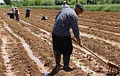 Çiftçilere destekleme ödemeleri başladı