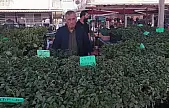 Don felaketinden sonra sebze fidelerine talep arttı