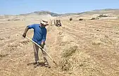 Elazığ Ovası'nda 2025 yılı fiğ hasadı başladı