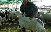 Kurban Bayramı yaklaşırken Malatya Canlı Hayvan Pazarı'nda hareketlilik arttı