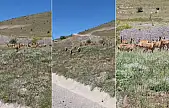 Malatya'da dağ keçileri sürü halinde görüntülendi