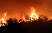 Manisa'da orman yangını