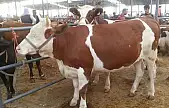 Ortak kesilen kurbanlarda niyet birliği şart mıdır?