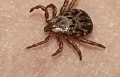 Sağlık Bakanlığı'ndan, Kırım Kongo Kanamalı Ateşi uyarısı