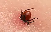 Sivas'ta KKKA nedeniyle ölenlerin sayısı 6'ya yükseldi