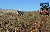 Tarım-ÜFE yıllık arttı, aylık azaldı